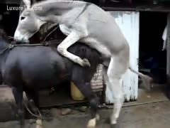 Mile mounting is a rare non-professional zoo fetish episode. Studhorse